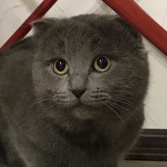 Подробнее об объявлении «Найден кот Мытищи» Фото: найдена кошка  «Найден кот Мытищи» в г. Мытищи