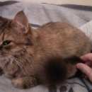 Подробнее об объявлении «Москва Найдена кошка» Фото: найдена кошка  «Москва Найдена кошка» в г. Москва
