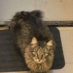 Подробнее об объявлении «Москва Найдена кошка в районе москворечье-сабурово» Фото: найдена кошка  «Москва Найдена кошка в районе москворечье-сабурово» в г. Москва