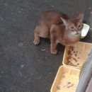 Подробнее об объявлении «Мытищи Найдена кошка» Фото: найдена кошка Абиссинская «Мытищи Найдена кошка» в г. Мытищи