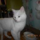 Подробнее об объявлении «Ангарск Найден кот.» Фото: найдена кошка  «Ангарск Найден кот.» в г. Ангарск