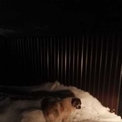 Подробнее об объявлении «Найдена собака алабай Дмитров» Фото: найдена собака Среднеазиатская овчарка «Найдена собака алабай Дмитров» в г. Дмитров