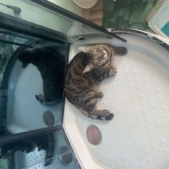 Подробнее об объявлении «Одинцово Найден кот, бенгальский» Фото: найдена кошка Бенгальская кошка «Одинцово Найден кот, бенгальский» в г. Одинцово