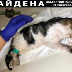 Подробнее об объявлении «Найден кот Ростов-на-Дону» Фото: найдена кошка  «Найден кот Ростов-на-Дону» в г. Ростов-на-Дону