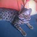 Подробнее об объявлении «Химки Найден кот бенгальский кот.» Фото: найдена кошка Бенгальская «Химки Найден кот бенгальский кот.» в г. Химки