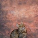 Подробнее об объявлении «Москва Найдена кошка» Фото: найдена кошка  «Москва Найдена кошка» в г. Москва