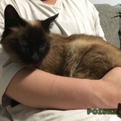 Подробнее об объявлении «Москва Найдена кошка район сокол» Фото: найдена кошка  «Москва Найдена кошка район сокол» в г. Москва