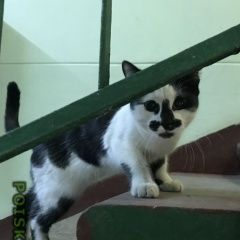 Подробнее об объявлении «Москва Найдена кошка нагатинская улица к» Фото: найдена кошка  «Москва Найдена кошка нагатинская улица к» в г. Москва