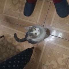 Подробнее об объявлении «Найден кот молодой котик Москва» Фото: найдена кошка  «Найден кот молодой котик Москва» в г. Москва