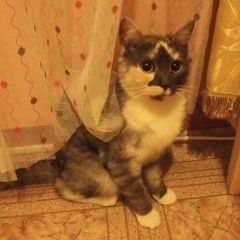 Подробнее об объявлении «Петрозаводск Найдена кошка» Фото: найдена кошка  «Петрозаводск Найдена кошка» в г. Петрозаводск