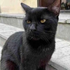 Подробнее об объявлении «Найден кот спб. большая охта: чёрный кот Санкт-Петербург» Фото: найдена кошка  «Найден кот спб. большая охта: чёрный кот...» в г. Санкт-Петербург