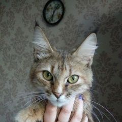 Подробнее об объявлении «Москва Найдена кошка кошечка в северное измайлово» Фото: найдена кошка  «Москва Найдена кошка кошечка в северное измайлово» в г. Москва