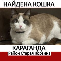 Подробнее об объявлении «Караганда Найдена кошка» Фото: найдена кошка  «Караганда Найдена кошка» в г. Караганда
