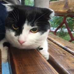 Подробнее об объявлении «Москва Найден кот в центре, район маяковской» Фото: найдена кошка  «Москва Найден кот в центре, район маяковской» в г. Москва