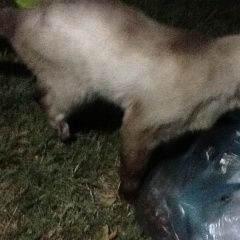 Подробнее об объявлении «Найден кот на территории санатория родник сиамец Анапа» Фото: найдена кошка Сиамская «Найден кот на территории санатория родник...» в г. Анапа