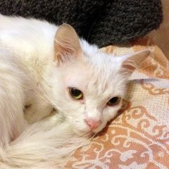 Подробнее об объявлении «Москва Найден кот белый домашний кот» Фото: найдена кошка  «Москва Найден кот белый домашний кот» в г. Москва