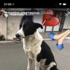 Подробнее об объявлении «Найдена собака Москва» Фото: найдена собака  «Найдена собака Москва» в г. Москва