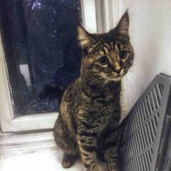 Подробнее об объявлении «Москва Найден кот русаковская» Фото: найдена кошка  «Москва Найден кот русаковская» в г. Москва