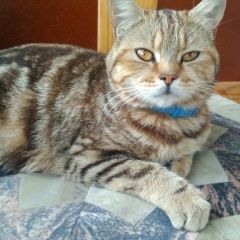 Подробнее об объявлении «Москва Найдена кошка» Фото: найдена кошка  «Москва Найдена кошка» в г. Москва