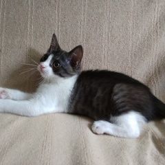 Подробнее об объявлении «Найден кот малыш в хорошую семью Зеленоград» Фото: найдена кошка  «Найден кот малыш в хорошую семью Зеленоград» в г. Зеленоград