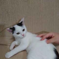 Подробнее об объявлении «Найден кот малыш в хорошую семью Зеленоград» Фото: найдена кошка  «Найден кот малыш в хорошую семью Зеленоград» в г. Зеленоград