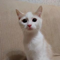 Подробнее об объявлении «Найден кот ищем дом для маленького котика Зеленоград» Фото: найдена кошка  «Найден кот ищем дом для маленького котика...» в г. Зеленоград