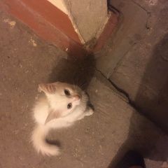 Подробнее об объявлении «Найдена кошка Тула» Фото: найдена кошка  «Найдена кошка Тула» в г. Тула
