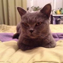 Подробнее об объявлении «Найдена кошка Реутов» Фото: найдена кошка  «Найдена кошка Реутов» в г. Реутов