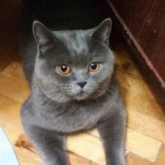 Подробнее об объявлении «Москва Найден кот» Фото: найдена кошка Британская короткошерстная «Москва Найден кот» в г. Москва