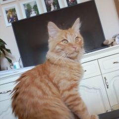 Подробнее об объявлении «Москва Найден кот ик» Фото: найдена кошка  «Москва Найден кот ик» в г. Москва
