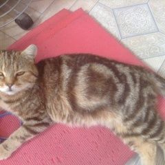 Подробнее об объявлении «Москва Найдена кошка в синем ошейнике» Фото: найдена кошка  «Москва Найдена кошка в синем ошейнике» в г. Москва