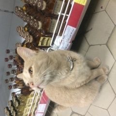 Подробнее об объявлении «Найден кот Новочеркасск» Фото: найдена кошка  «Найден кот Новочеркасск» в г. Новочеркасск