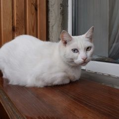 Подробнее об объявлении «Екатеринбург Найдена кошка белая беременная кошка» Фото: найдена кошка  «Екатеринбург Найдена кошка белая беременная кошка» в г. Екатеринбург