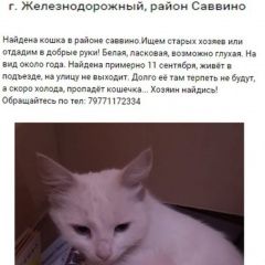 Подробнее об объявлении «Найдена кошка Балашиха» Фото: найдена кошка  «Найдена кошка Балашиха» в г. Балашиха