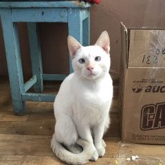 Подробнее об объявлении «Москва Найден кот, метро преображенская площадь» Фото: найдена кошка  «Москва Найден кот, метро преображенская площадь» в г. Москва