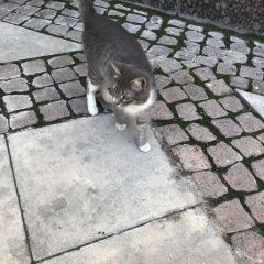 Подробнее об объявлении «Москва Найден кот серый кот центр» Фото: найдена кошка  «Москва Найден кот серый кот центр» в г. Москва