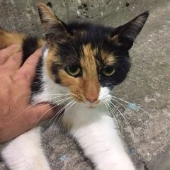 Подробнее об объявлении «Москва Найдена кошка ул. генерала глаголева 30» Фото: найдена кошка  «Москва Найдена кошка ул. генерала глаголева 30» в г. Москва