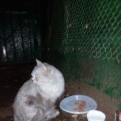 Подробнее об объявлении «Москва Найдена кошка на большой черкизовской улице» Фото: найдена кошка  «Москва Найдена кошка на большой черкизовской улице» в г. Москва