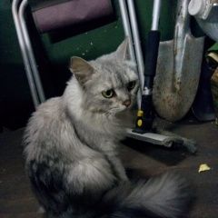 Подробнее об объявлении «Москва Найдена кошка на большой черкизовской улице, 30к5» Фото: найдена кошка  «Москва Найдена кошка на большой черкизовской...» в г. Москва