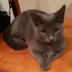 Подробнее об объявлении «Найдена кошка /кот серый Мытищи» Фото: найдена кошка  «Найдена кошка /кот серый Мытищи» в г. Мытищи