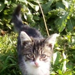 Подробнее об объявлении «Новосибирск Найдена кошка девочка 2 месяца» Фото: найдена кошка  «Новосибирск Найдена кошка девочка 2 месяца» в г. Новосибирск