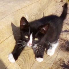 Подробнее об объявлении «Новосибирск Найден котенок 2 месяца» Фото: найдена кошка  «Новосибирск Найден котенок 2 месяца» в г. Новосибирск