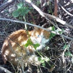 Подробнее об объявлении «Найдена кошка Колпино» Фото: найдена кошка  «Найдена кошка Колпино» в г. Колпино