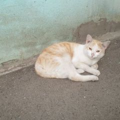 Подробнее об объявлении «Найдена кошка или кот.) Самара» Фото: найдена кошка  «Найдена кошка или кот.) Самара» в г. Самара