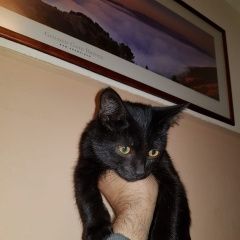 Подробнее об объявлении «Москва Найден кот новогиреево нашел котенка мальчик» Фото: найдена кошка  «Москва Найден кот новогиреево нашел котенка...» в г. Москва