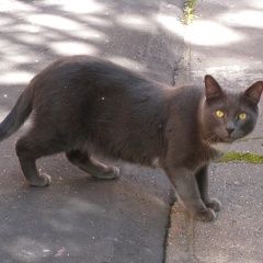Подробнее об объявлении «Москва Найден кот гладкошерстный серый» Фото: найдена кошка  «Москва Найден кот гладкошерстный серый» в г. Москва