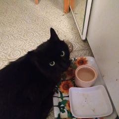 Подробнее об объявлении «Москва Найдена кошка черная кошка, ясенево» Фото: найдена кошка  «Москва Найдена кошка черная кошка, ясенево» в г. Москва