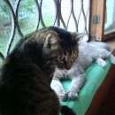 Подробнее об объявлении «Найден кот Балашиха» Фото: найдена кошка  «Найден кот Балашиха» в г. Балашиха