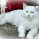 Подробнее об объявлении «Москва Найден кот белый кот» Фото: найдена кошка  «Москва Найден кот белый кот» в г. Москва
