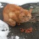 Подробнее об объявлении «Москва Найдена кошка рыжий кот ( или кошка) в куркино.» Фото: найдена кошка  «Москва Найдена кошка рыжий кот ( или кошка) в...» в г. Москва